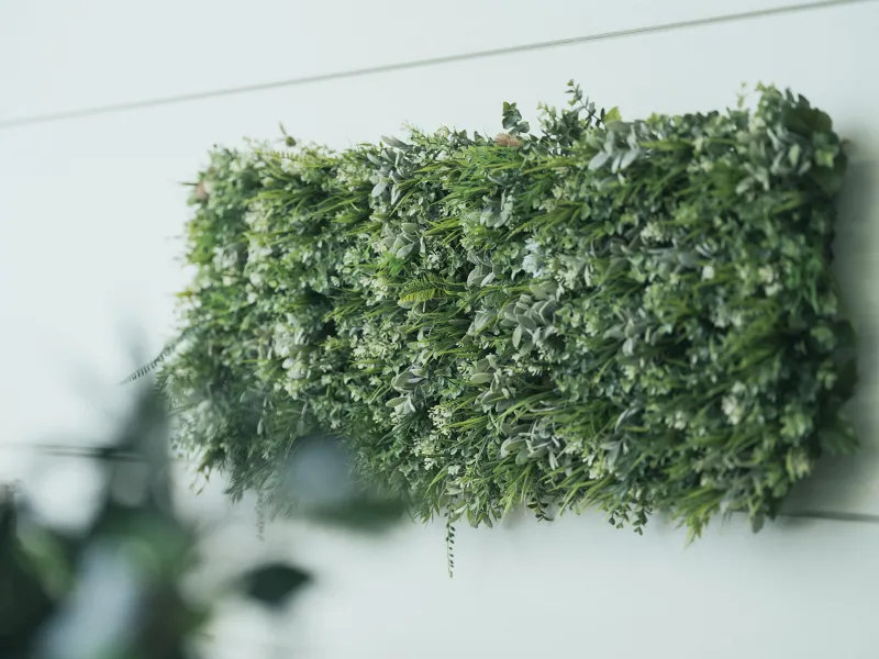 壁の植物